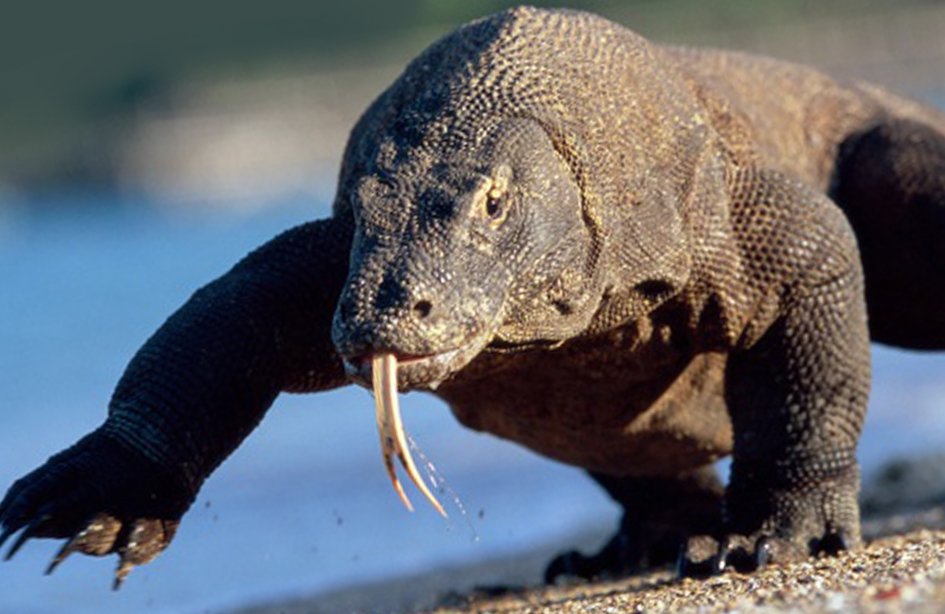 tarot.ideazunlimited.net.komodo dragaon